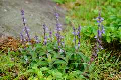 Plectranthus barbatus